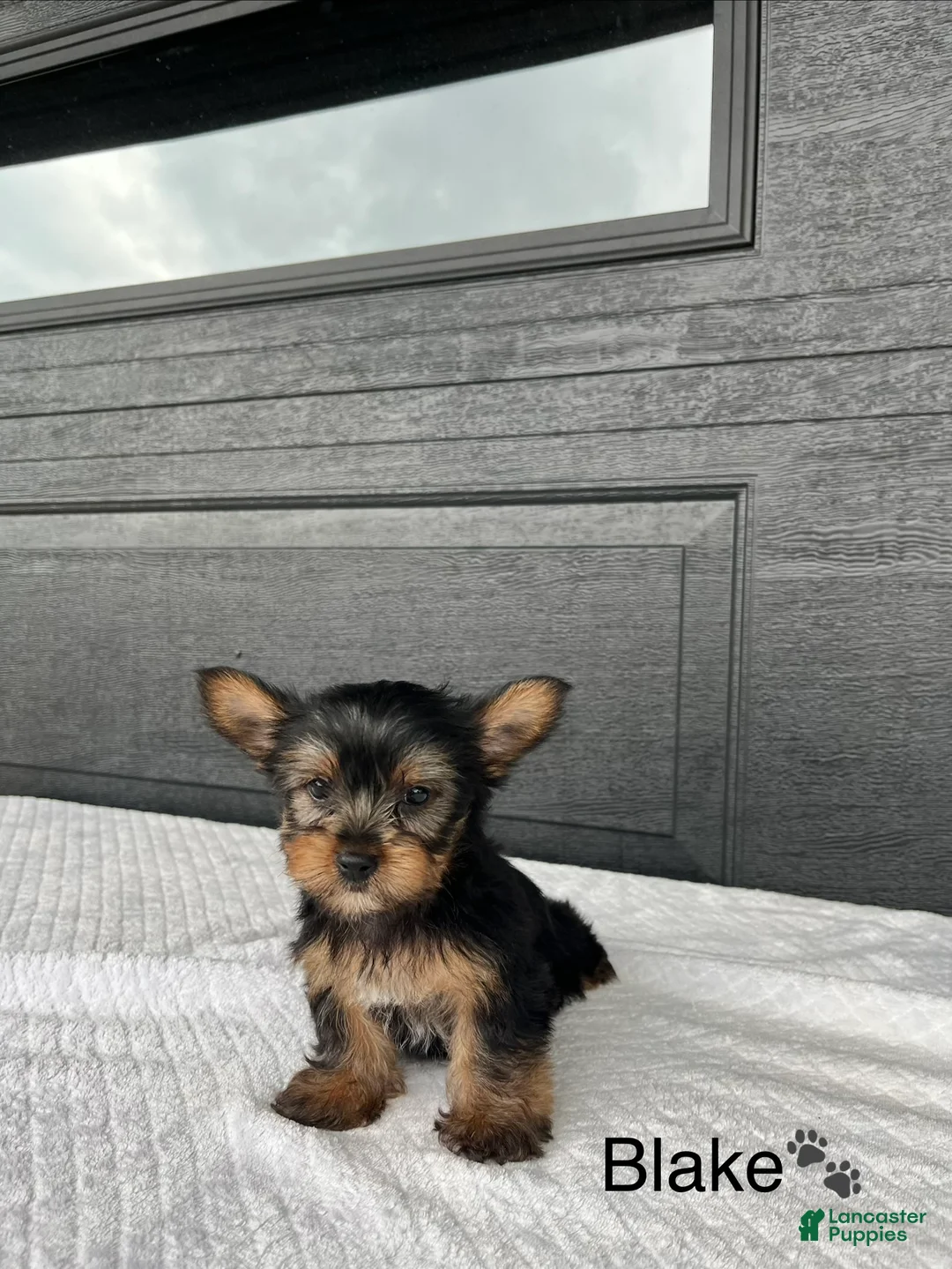 Yorkshire Terrier dogs for sale: Blake - Ad 1