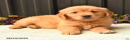 Golden Retriever dogs for sale: Brian - Ad 3