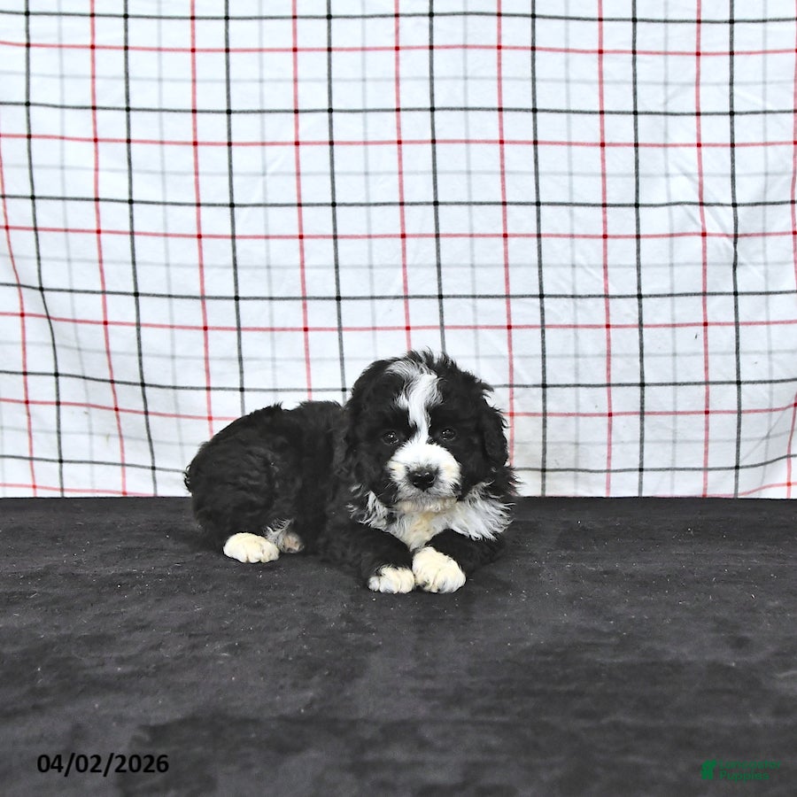 Mini Aussiedoodle dogs Wilson  EXTRA SMALL - Ad 1