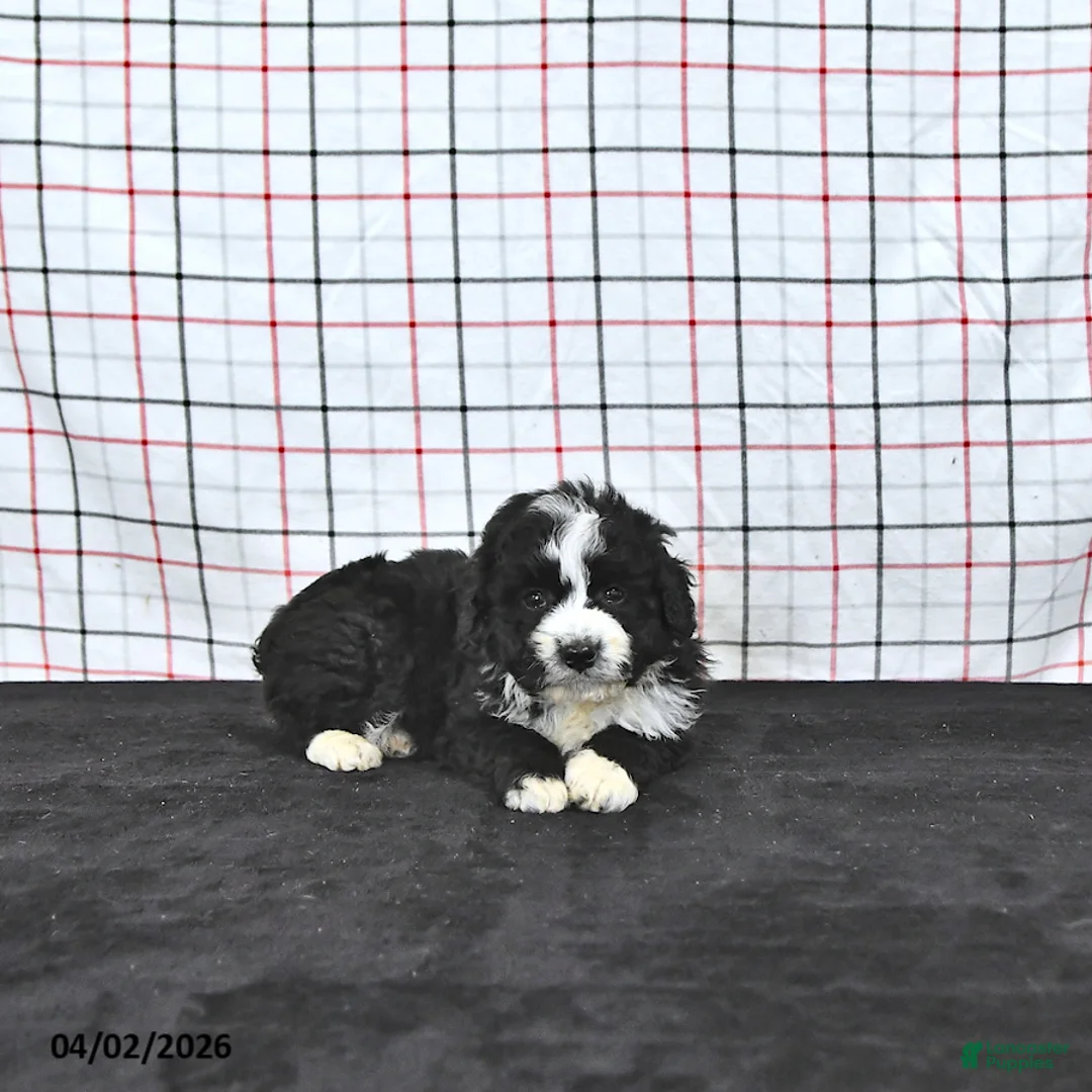 Mini Aussiedoodle dogs for sale: Wilson  EXTRA SMALL - Ad 1