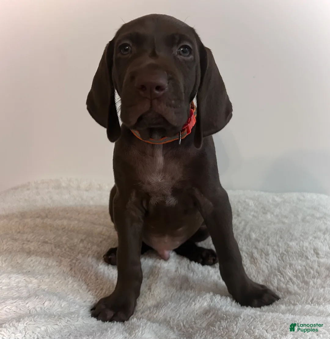 German Shorthaired Pointer dogs for sale: King - Ad 1