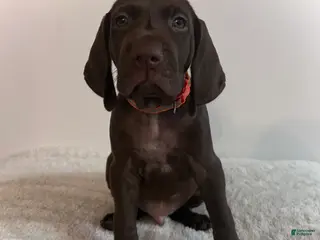 German Shorthaired Pointer dogs King - Ad 21