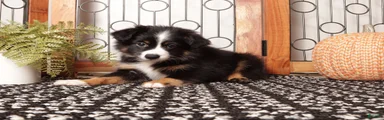 Storm - Mini Aussie 