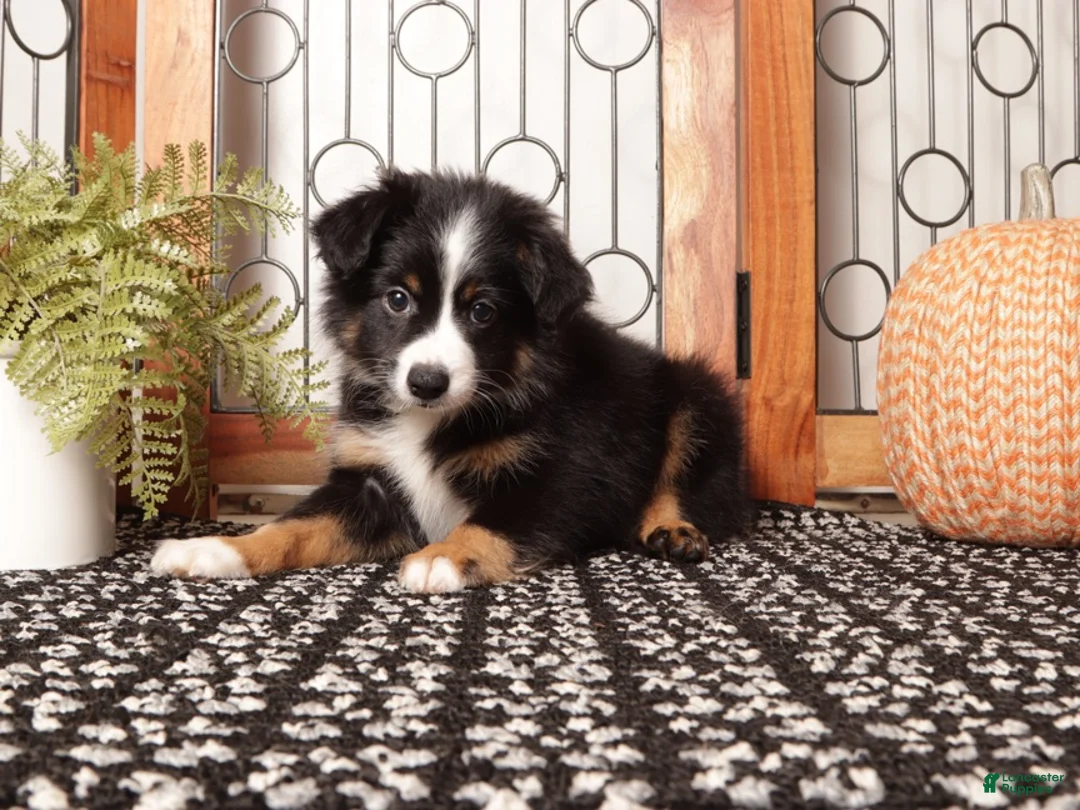Miniature Australian Shepherd dogs for sale: Storm - Mini Aussie  - Ad 1