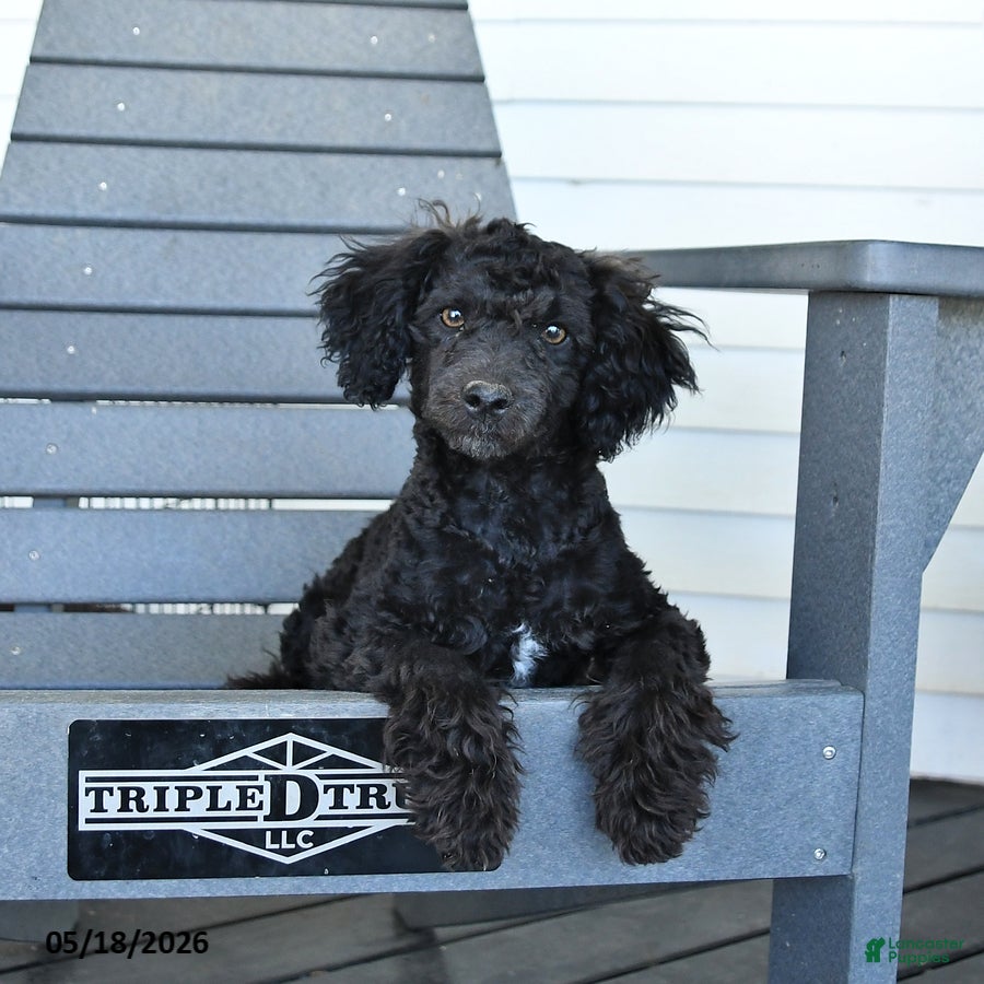 Miniature Poodle dogs Teddy - Ad 2