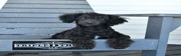 Miniature Poodle dogs for sale: Teddy - Ad 2