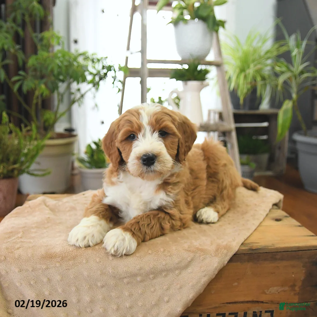Bernedoodle dogs for sale: Lenny - Ad 3