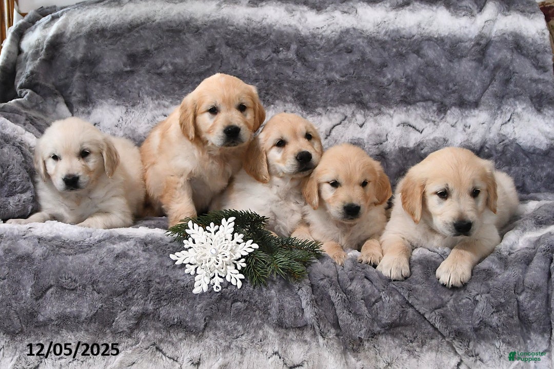 Golden Retriever dogs for sale: Wesley - Ad 3