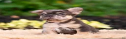 French Bulldog dogs for sale: Baby yoda - Ad 4