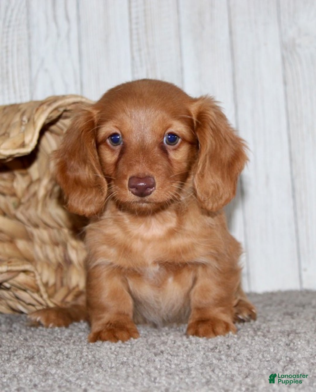 Miniature Dachshund dogs for sale: Olivia - Ad 3