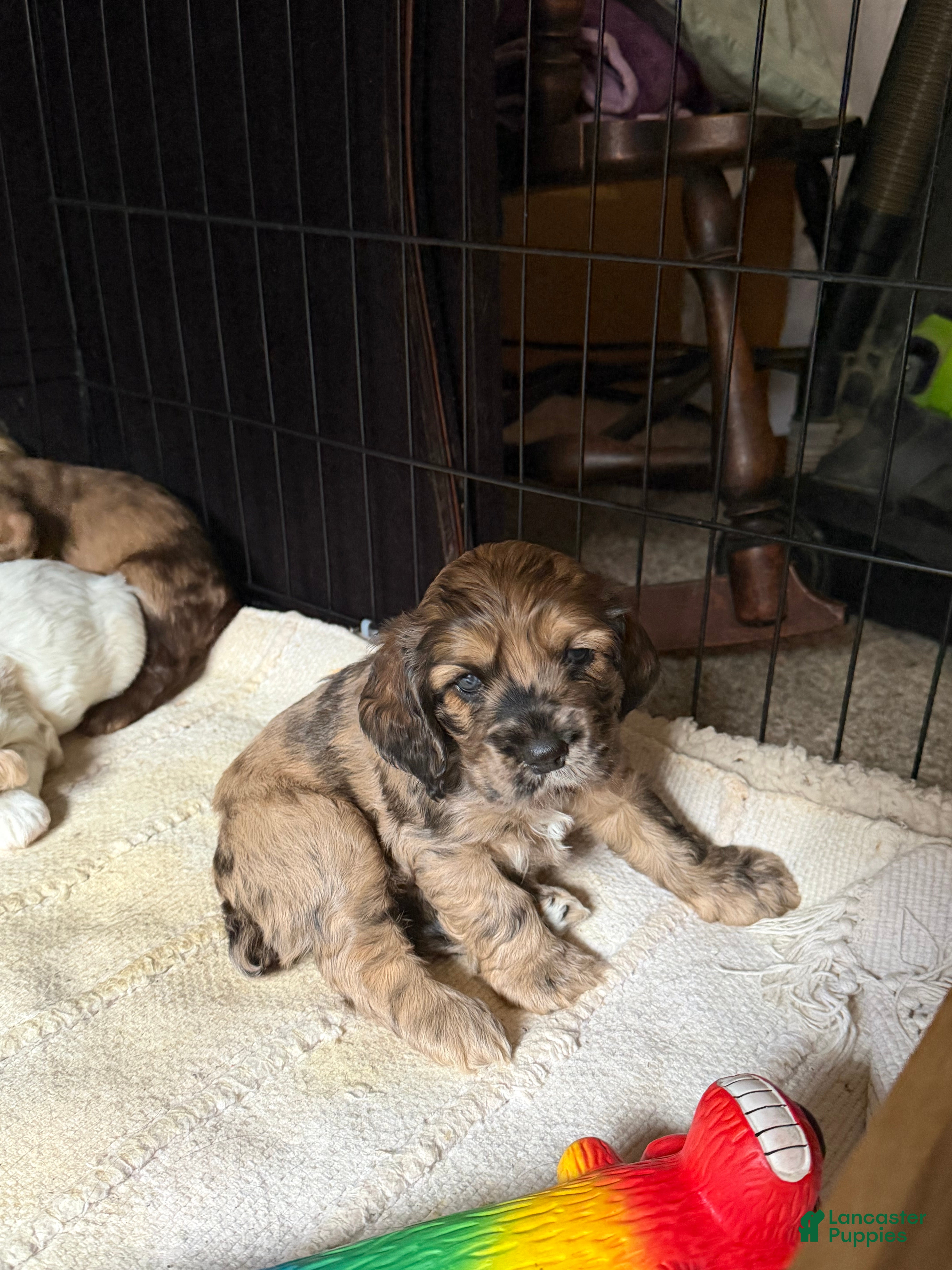 Cocker Spaniel dogs Houdini - Ad 2