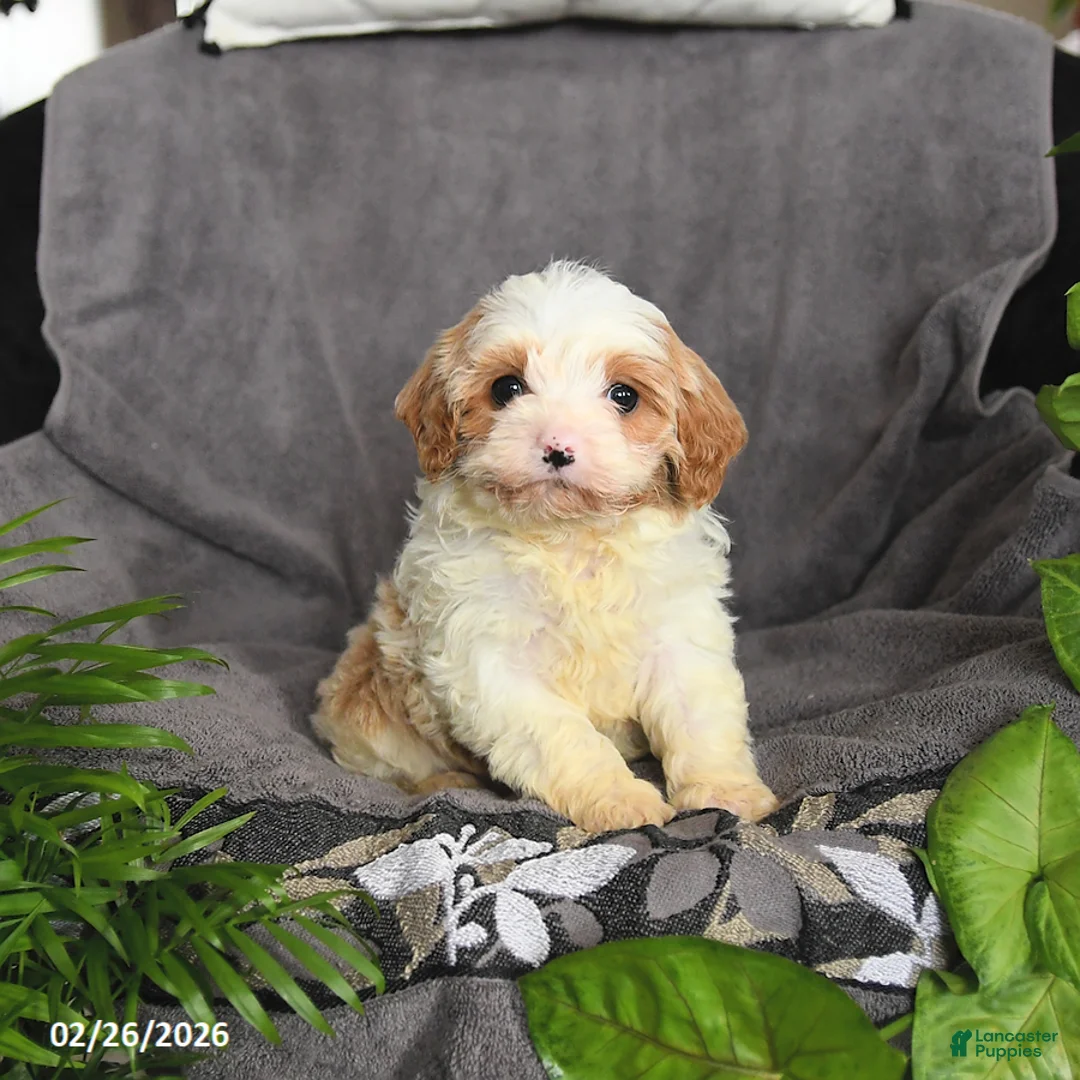 Cavapoo dogs for sale: Matthew - Ad 1
