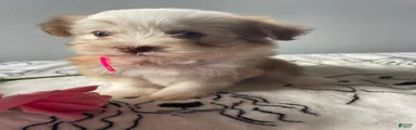 Pudding