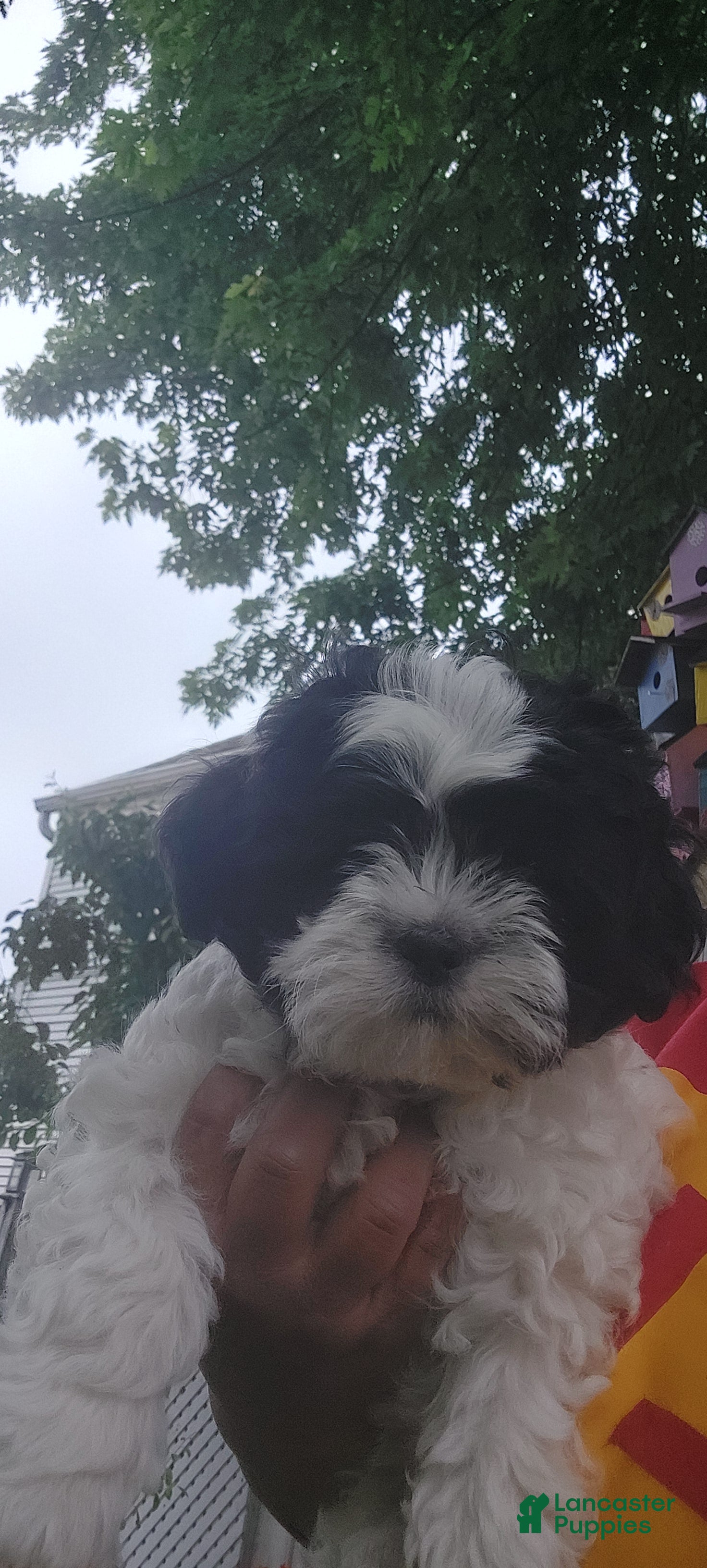 Shih Tzu dogs Shih Tzu Puppy 1 - Ad 1