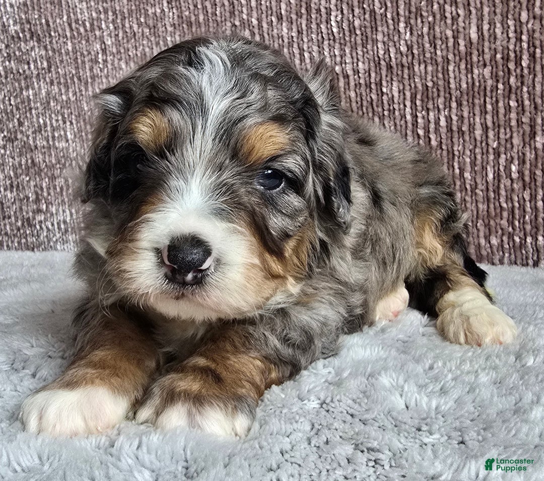 Mini Bernedoodle dogs for sale: Mini Louie - Ad 9