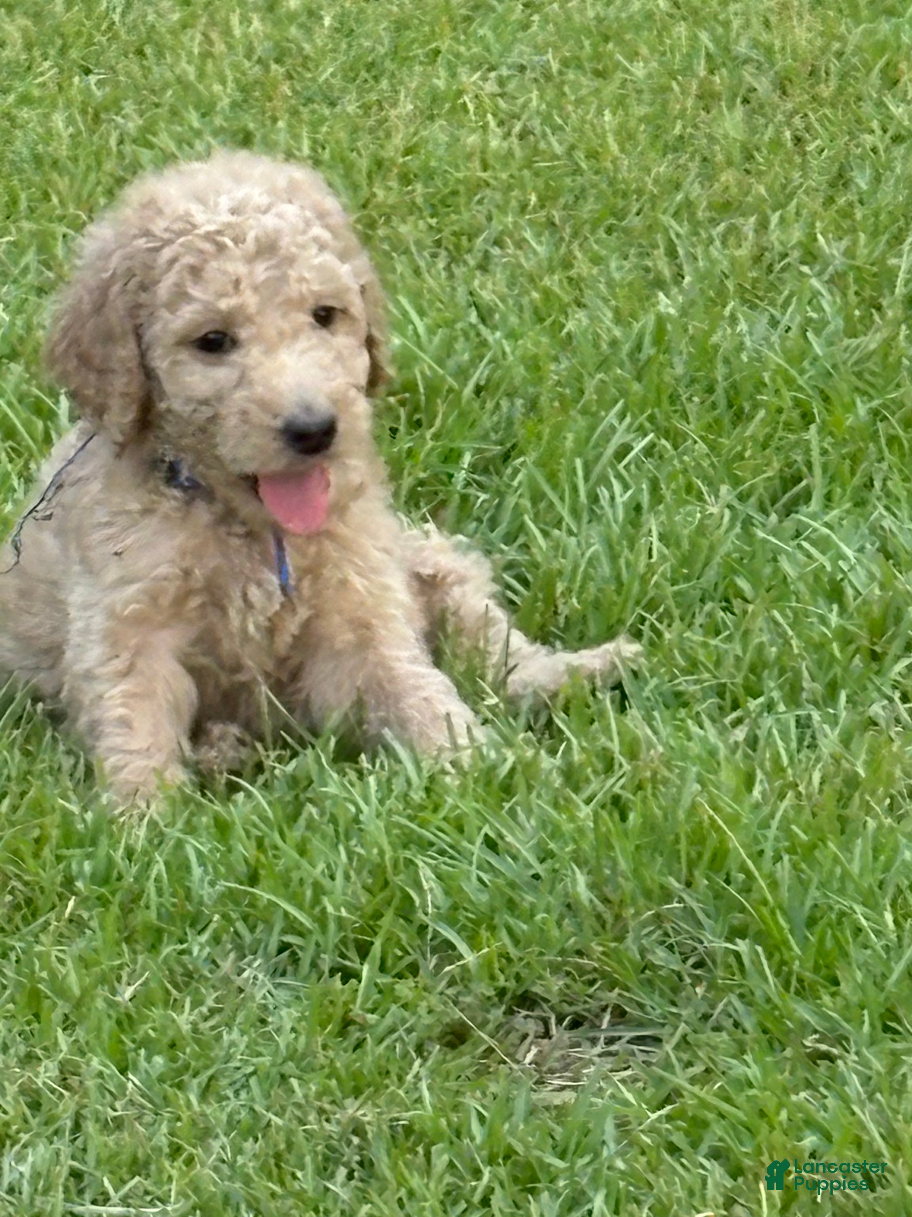 Goldendoodle dogs Goldendoodle blue collar - Ad 1