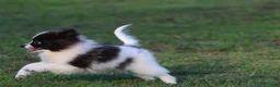 Pomeranian dogs for sale: Feather - Ad 5