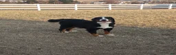 Bernese Mountain Dog dogs for sale: Maverick-Health Tested Parents - Ad 9