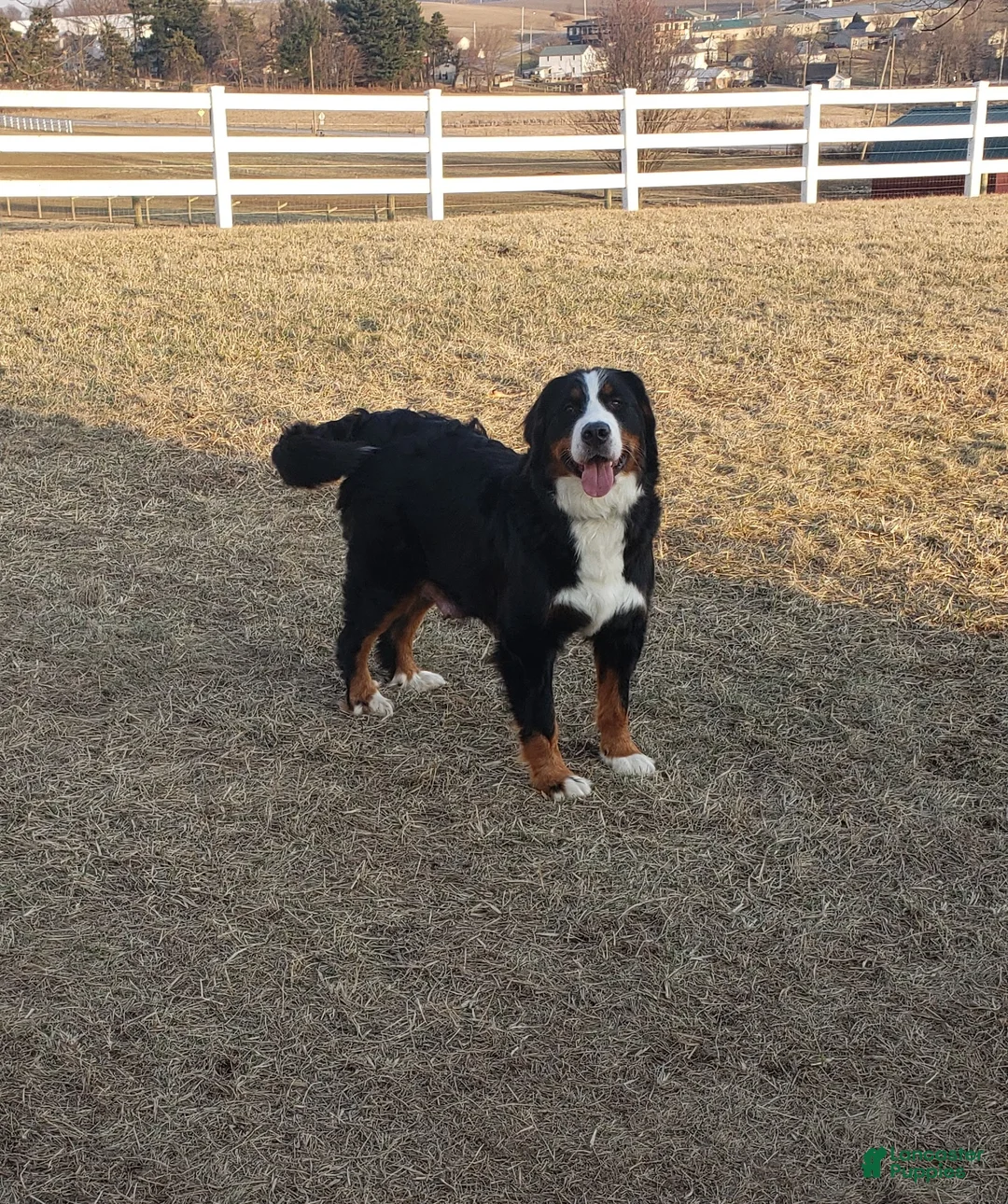 Bernese Mountain Dog dogs for sale: Maverick-Health Tested Parents - Ad 9