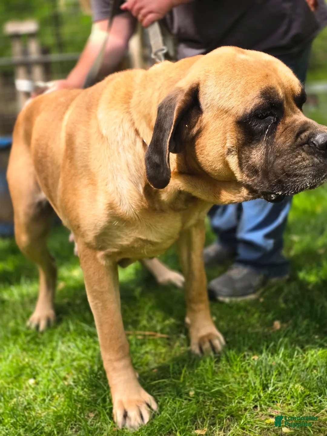 English Mastiff dogs for sale: English Mastiff Puppy 1 - Ad 2