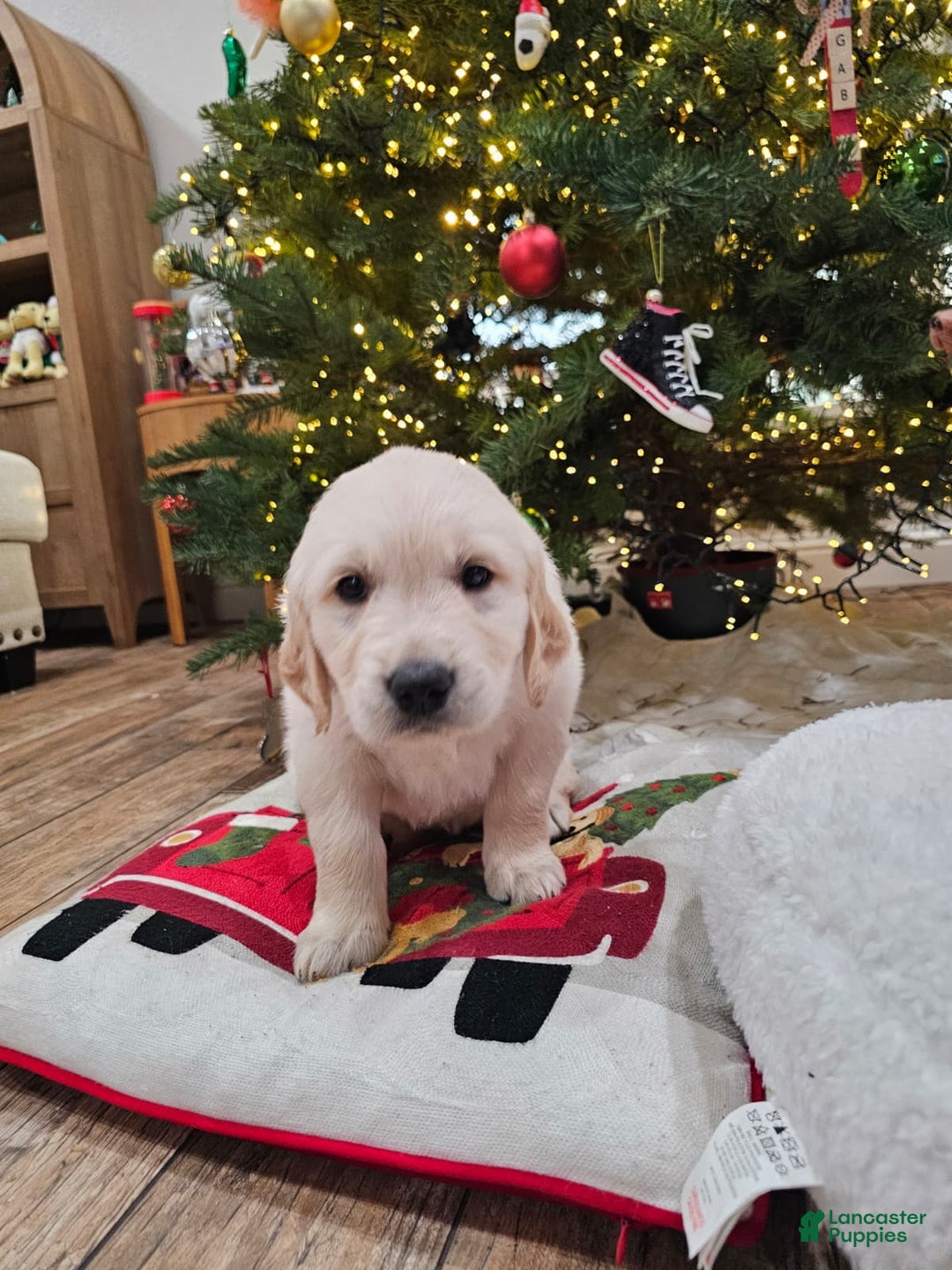 Golden Retriever dogs for sale: Golden Retriever Puppy 7 - Ad 3