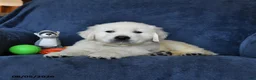 Golden Retriever dogs for sale: Blizzard - Ad 3