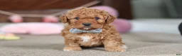 Cavapoo dogs for sale: Henry - Ad 5
