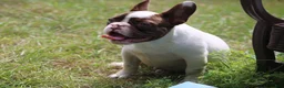French Bulldog dogs for sale: Winston / male  - Ad 3