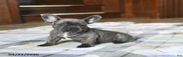 French Bulldog dogs for sale: Cuddles - Ad 4