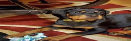 Rottweiler dogs for sale: Rottweiler 1 - Ad 14