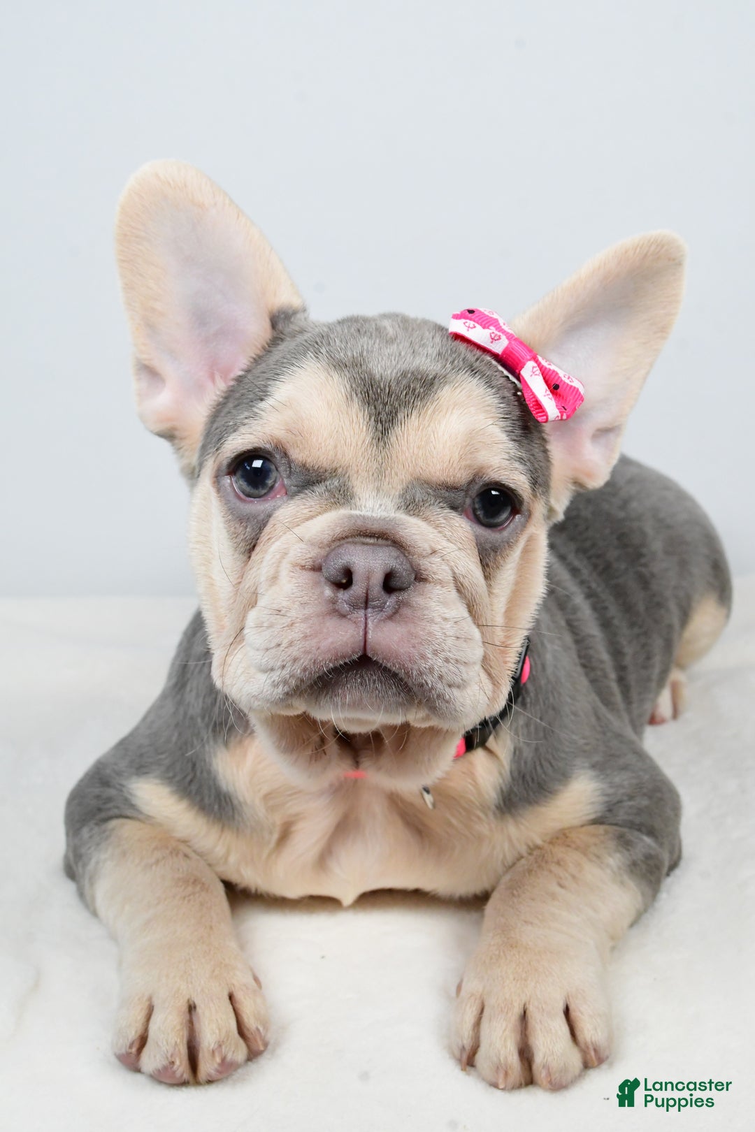 French Bulldog dogs for sale: Cupcake  - Ad 5