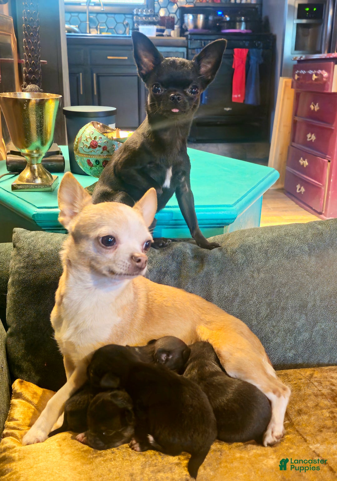 Chihuahua dogs for sale: Lily - Ad 8
