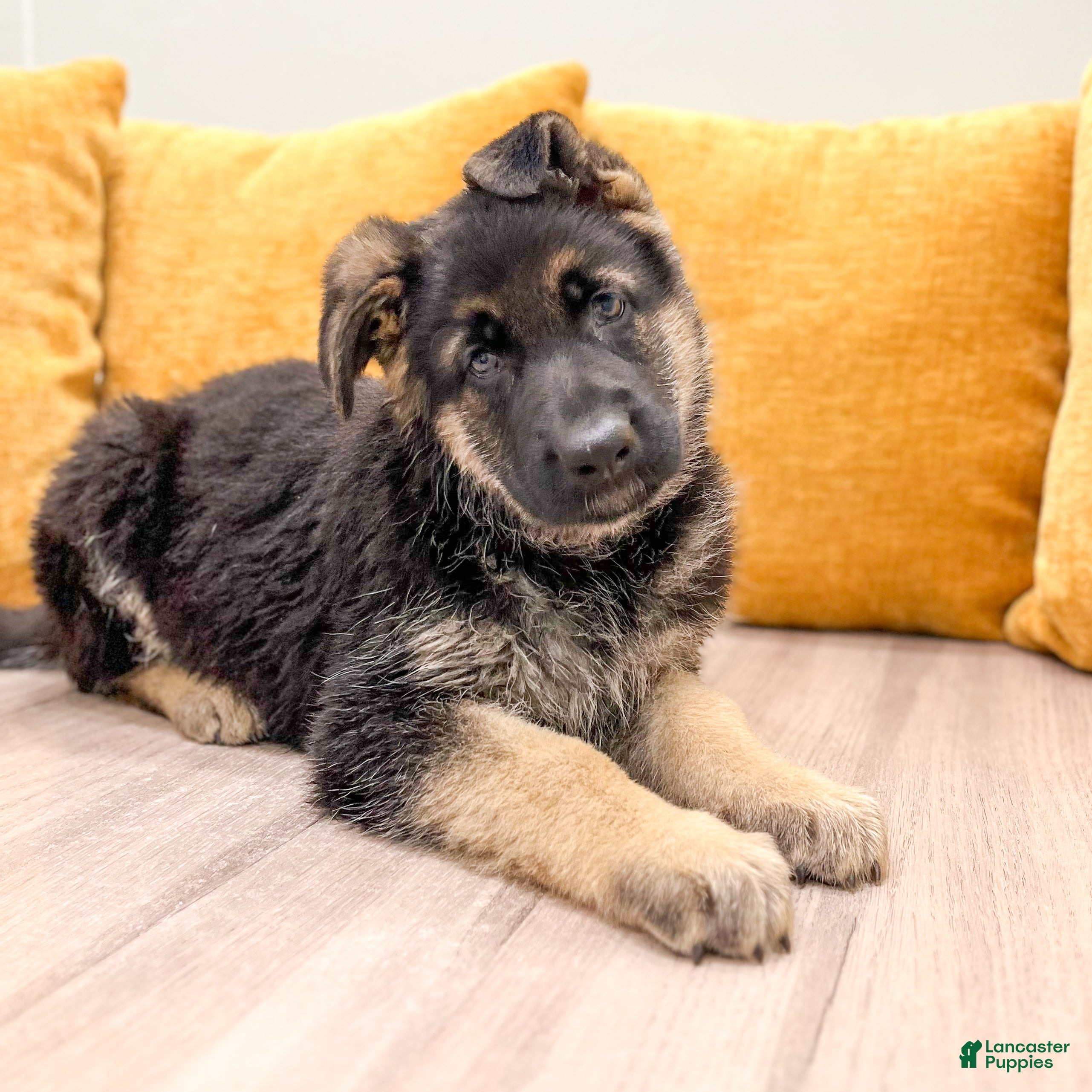 German Shepherd dogs Carmen - Ad 2
