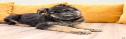 German Shepherd dogs for sale: Carmen - Ad 2