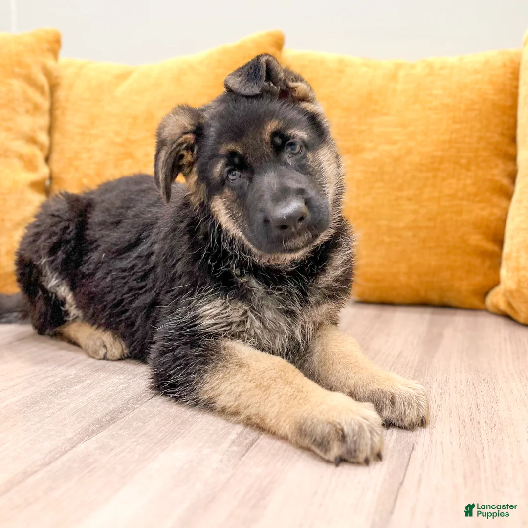 German Shepherd dogs for sale: Carmen - Ad 2
