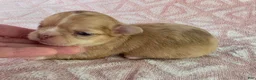 Chihuahua dogs for sale: AKC  Bianca - Ad 6