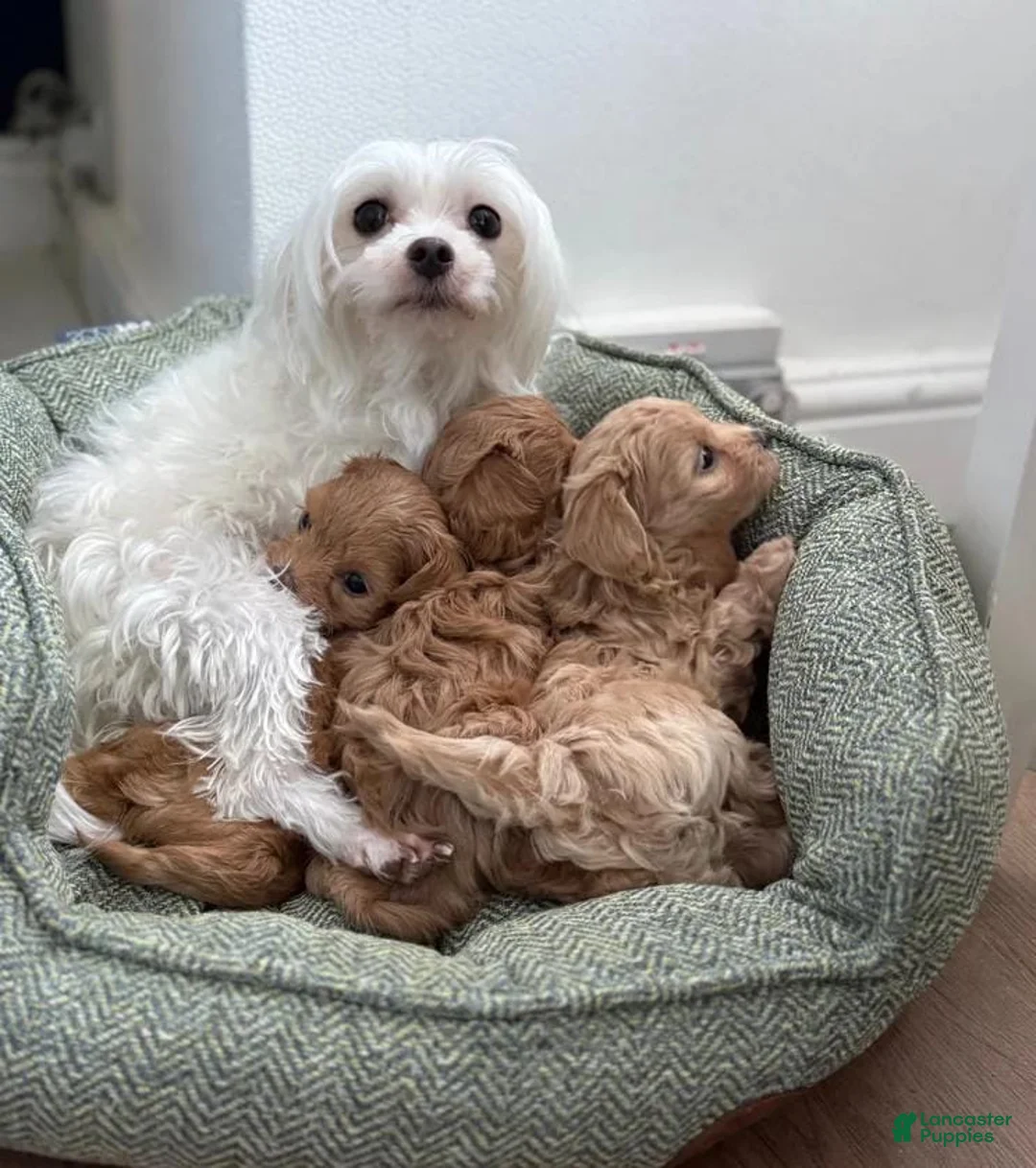 Maltipoo dogs for sale: Dave - Ad 2