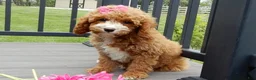 Cavapoo dogs for sale: Lulu - Ad 1