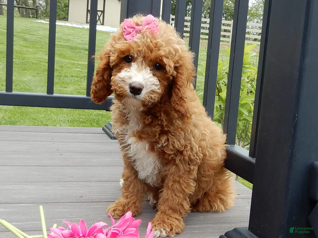 Cavapoo dogs for sale: Lulu - Ad 1