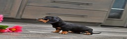 Miniature Dachshund dogs for sale: Joy - Ad 2