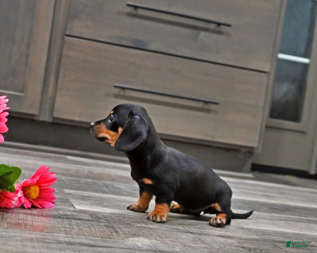 Miniature Dachshund dogs for sale: Joy - Ad 2