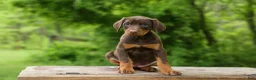 Doberman Pinscher dogs for sale:  Daisy (Red Rust) 🖤🐾 - Ad 16