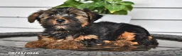 Yorkshire Terrier dogs for sale: Casey - Ad 3