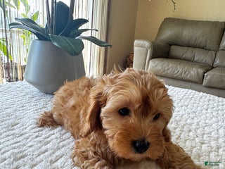 Yorkiepoo dogs - Ad 28