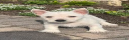 West Highland Terrier dogs for sale: Wren - Ad 4