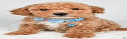 Bichpoo dogs for sale: Samson - Ad 3