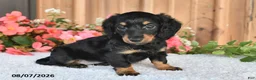 Miniature Dachshund dogs for sale: Cupcake - Ad 3