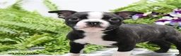 Boston Terrier dogs for sale: Wallace - Ad 2
