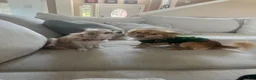 Chihuahua dogs for sale: Chihuahua 1 - Ad 7