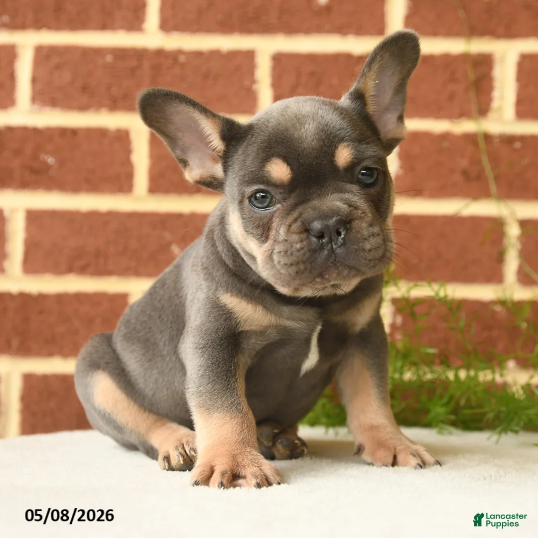 French Bulldog dogs for sale: Kaiser - Ad 2